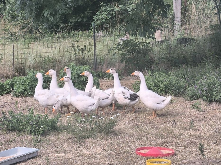 Gęś gęsi garbonosej białe  landes