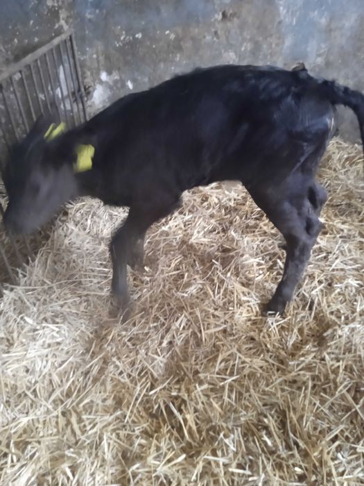 Sprzedam 2 tygodniową Jałóweczkę rasy LM