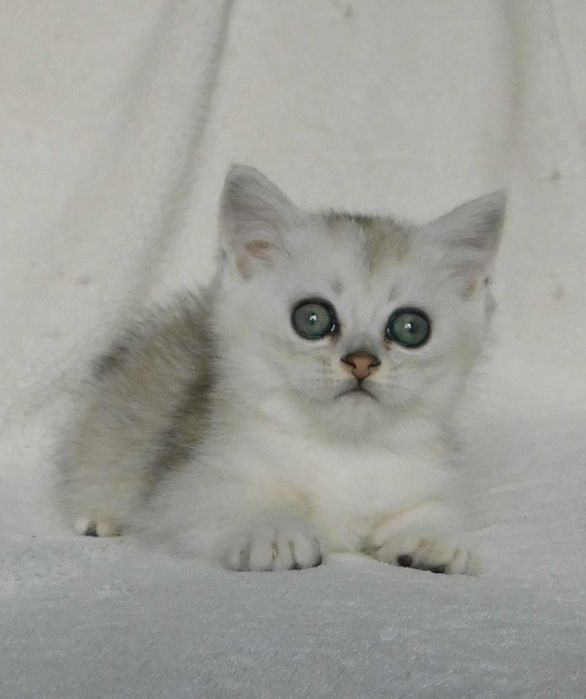 Шотландські сріблясті шиншили хлопчики Джеміні та Голді