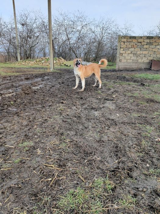 Продам щенки красивие