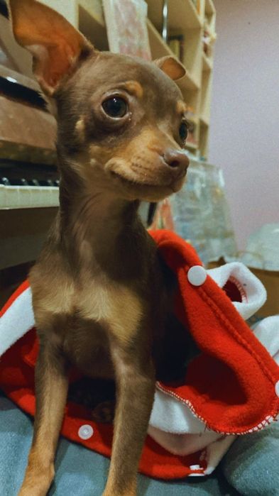 Мальчишка той-терьер с документами