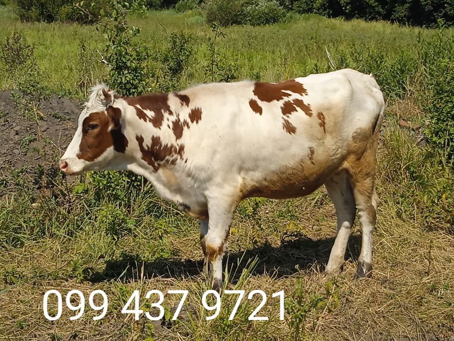 Продам корову та теличку