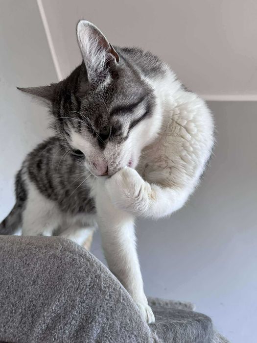 Super śmieszny kocurek do adopcji :)