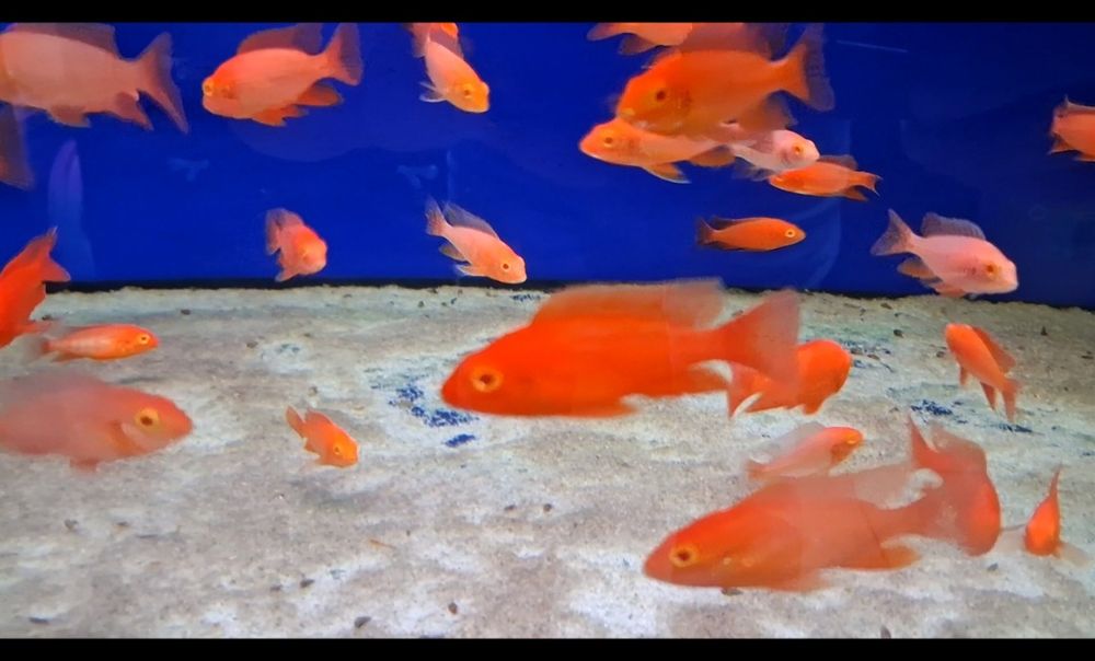 Aulonocara red dragon albino. Pyszczaki z Malawi