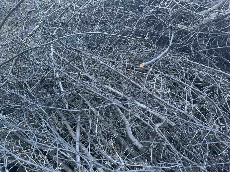 Гілки дерево обрізки