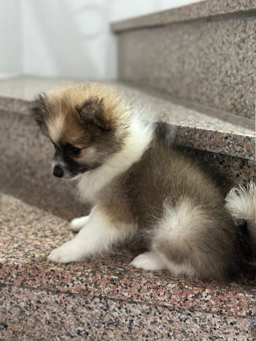 Spitz alemão macho