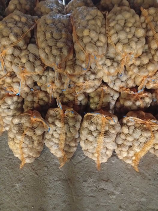 Sprzedam ziemniaki Soraya i Vineta