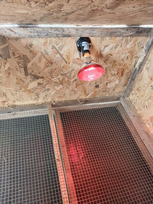 Брудер для бройлерів