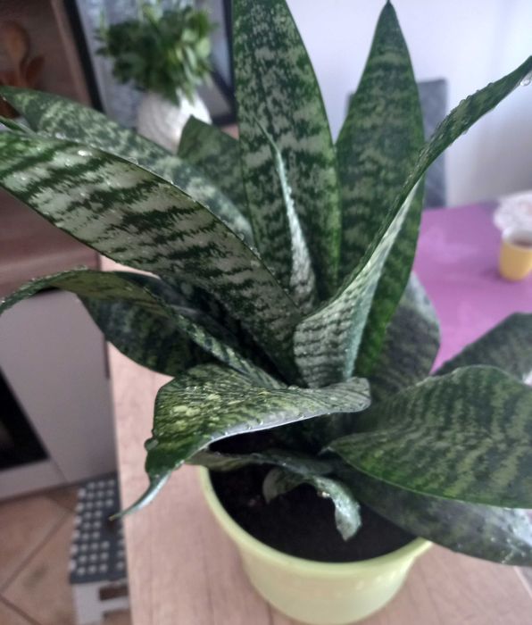 Sansewieria gwinejska