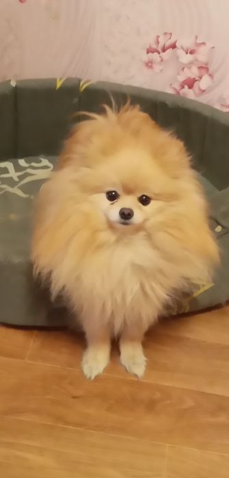 Мальчик той шпиц 3 мес.