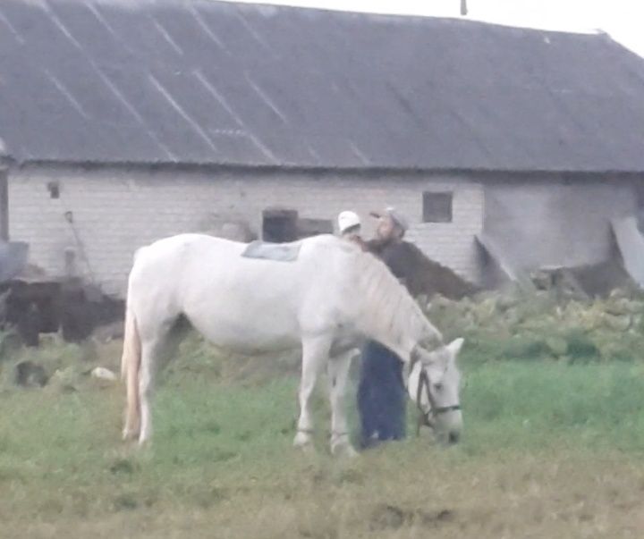 Продам  робочу кобилу