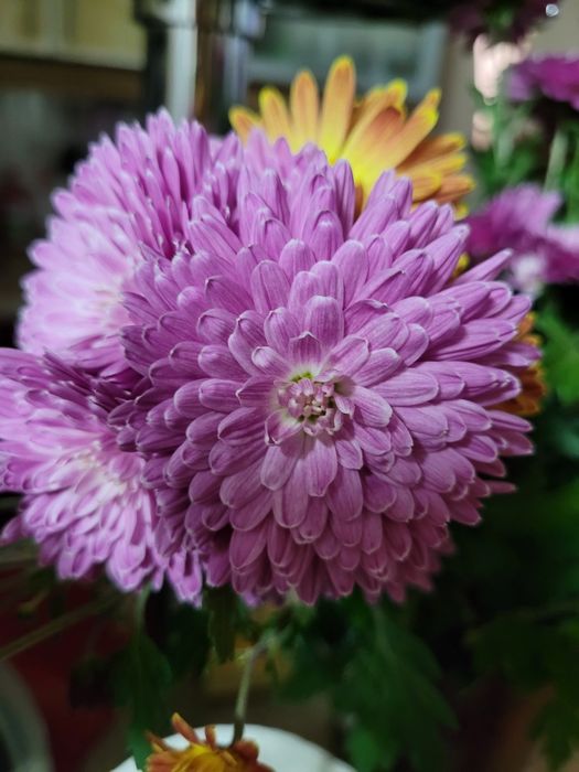 Продам  рассаду хризантем