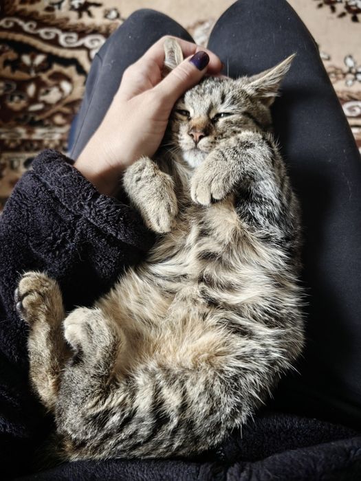 Котик маленький в добрі руки. ТЕРМІНОВО!!!