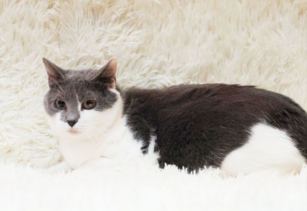 Скромная и красивая Санни ищет домик!