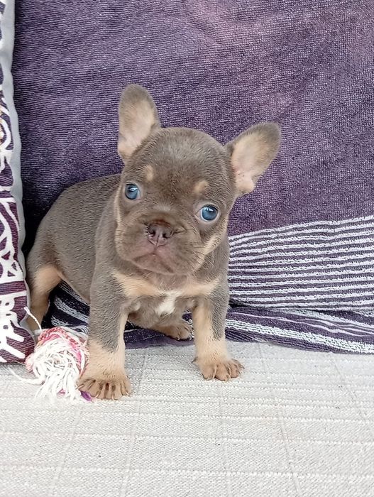 Buldog francês lilac tan