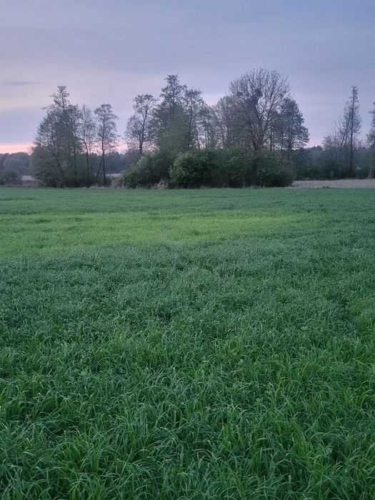 Pole orne w miejsowosci Drążgów I - Widok 4
