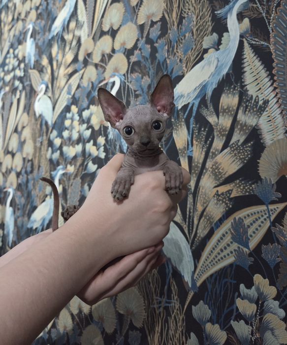 Sfinks Kanadyjski chłopczyk ROMUŚ