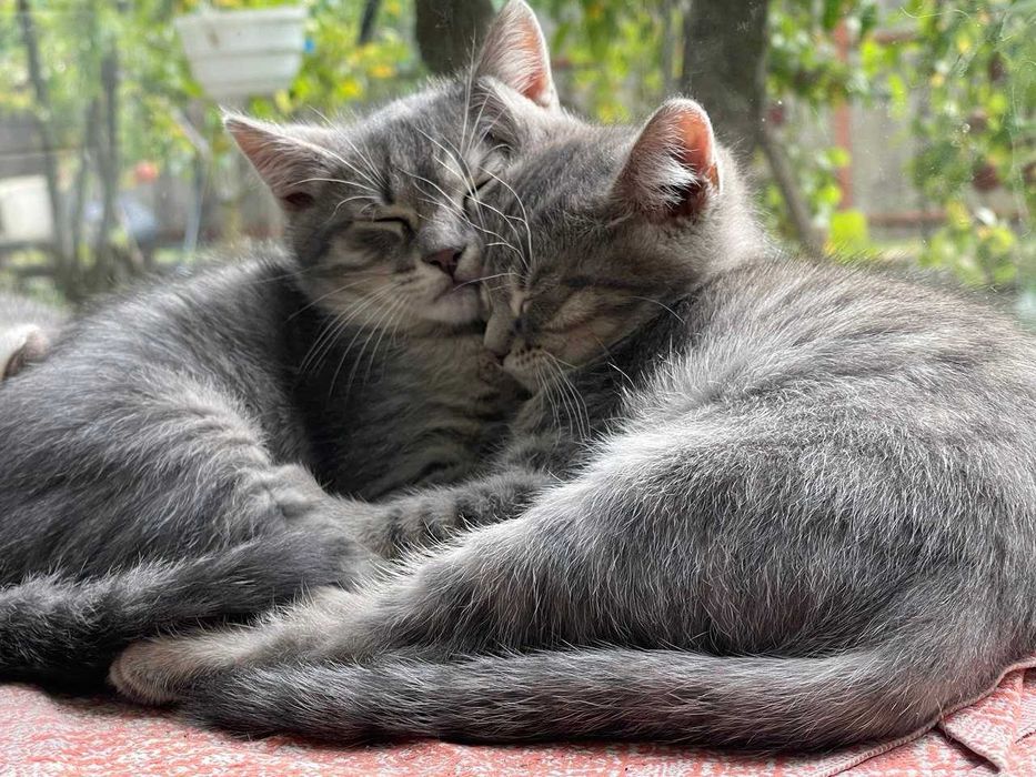 Неймовірно ніжні котики  шукають свою родину.