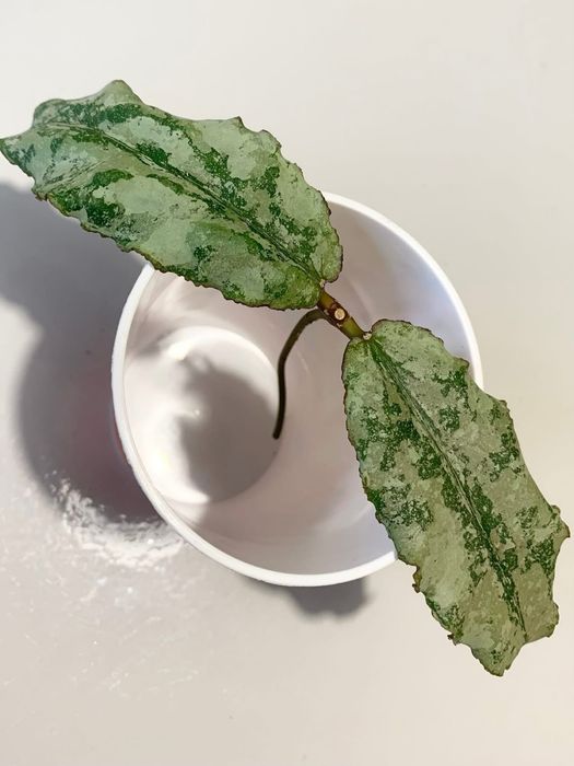 Хойя Hoya Undulata Silver