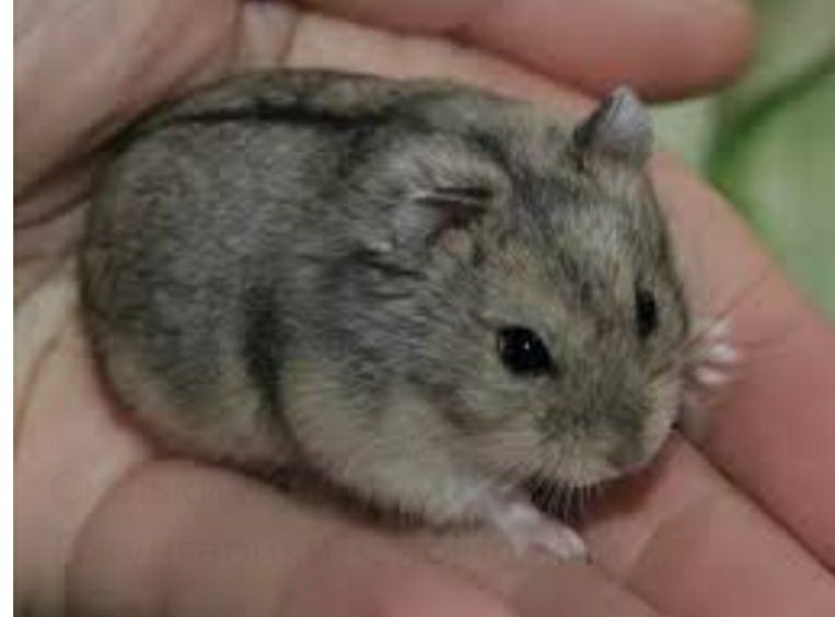 Хом'ячок хом'ячки джунгари джунгаріки