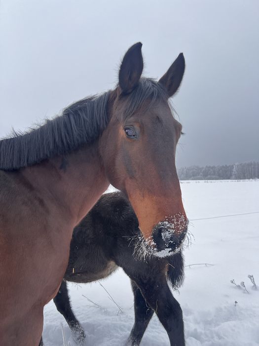 Dzierżawa koni  współpraca