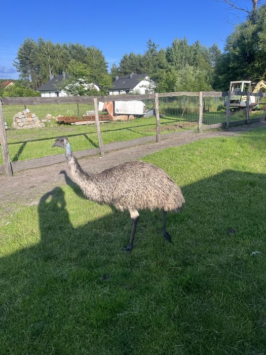 Sprzedam strusie emu