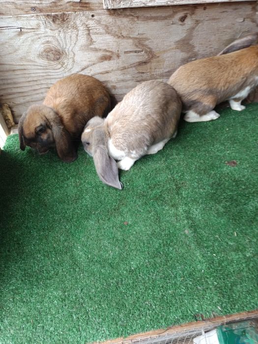 Sprzedam młode barany francuskie