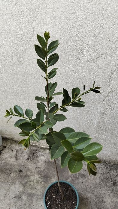 Araçazeiro jovem em vaso 80 cm