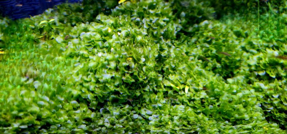 Vendo porções de 10 cm de "Musgo" 'Round Pelia'