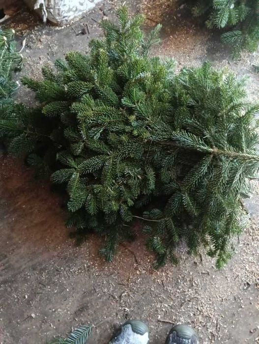 Gałęzie     jodły     Kaukaskiej  /   Plantacja