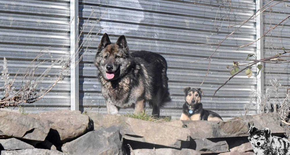 Myszka - starsza sunia do adopcji