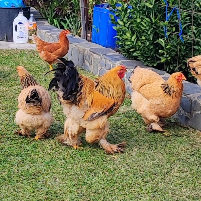 Ovos galados de Brahmas Buff