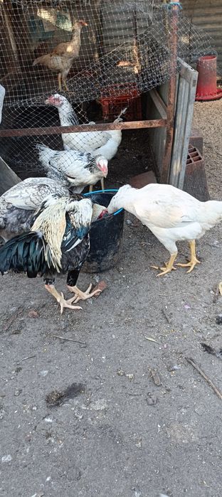 Índio Gigante Galos e Galinhas