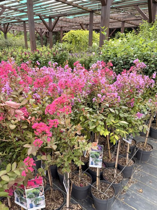 lagerstroemia indyjska na pniu 100 cm cena 165 zł