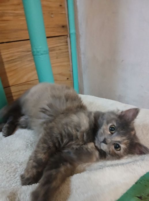 Кошенята в добру сімю.