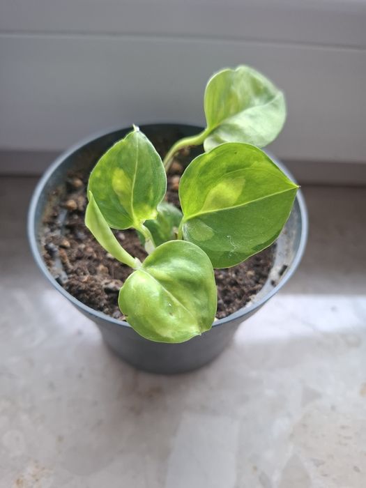 Scindapsus global green