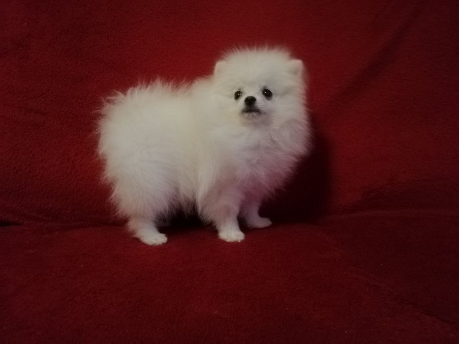 Розкішна міні дівчинка шпіцулі