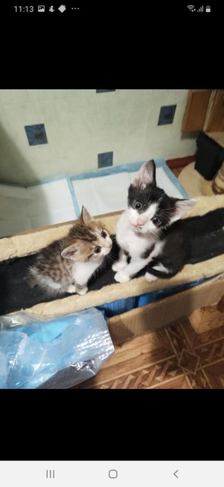 Прекрасні антидепресанти в дар