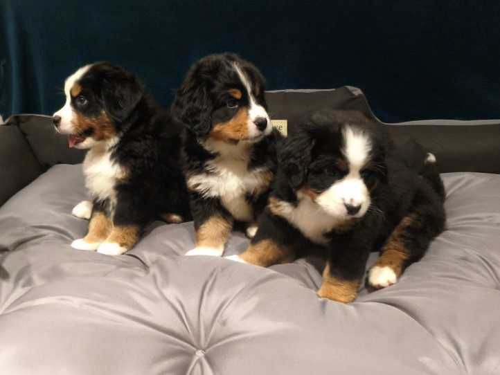 Berneński Pies Pasterski z rodowodem Magnusiowe Wzgórze