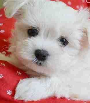 Szczeniaczki rasy Maltańczyk p. ZkWP