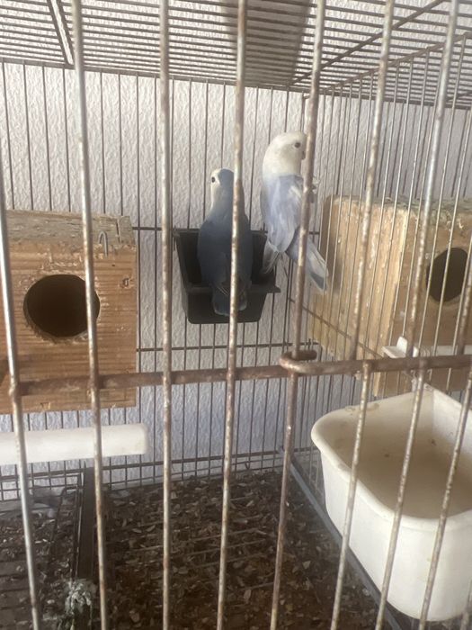 Rosicolis varias aves