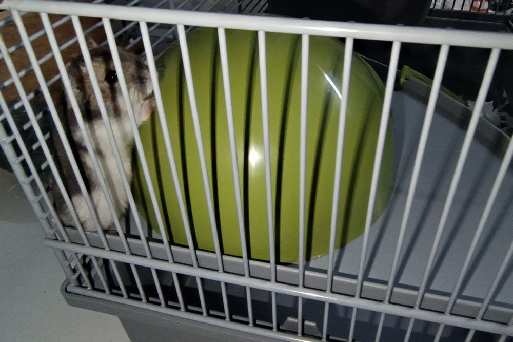 Hamster anão russo e gaiola