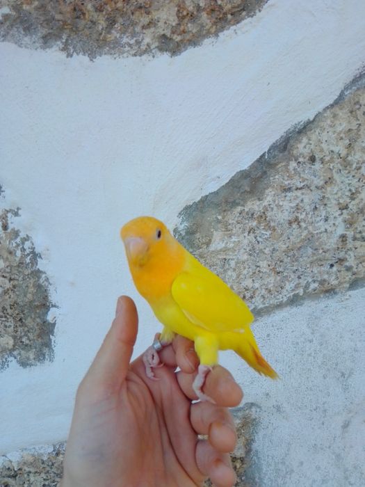 Agapórnis Domesticados