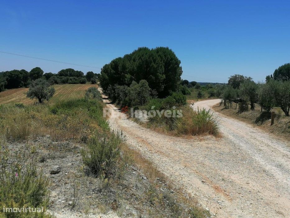 Terreno rústico com 5 hectares - Cem Soldos, Tomar