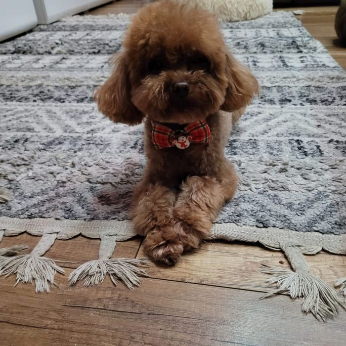 Uroczy piesek maltipoo F1