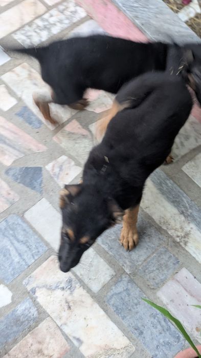 Cães pastores alemães