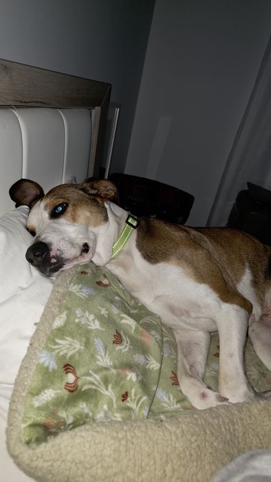Duas Cadelas esterilizadas com quase 2e 3 anos dá-se