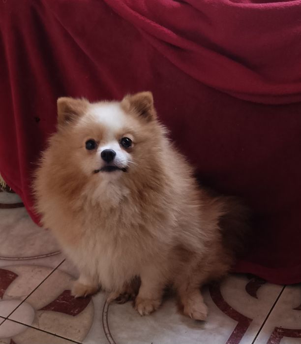 Доросла дівчинка шпиця шукає господарівз