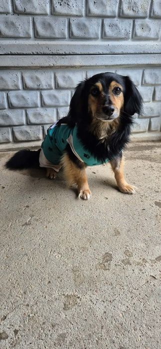 Śliczny, mały chłopczyk do adopcji