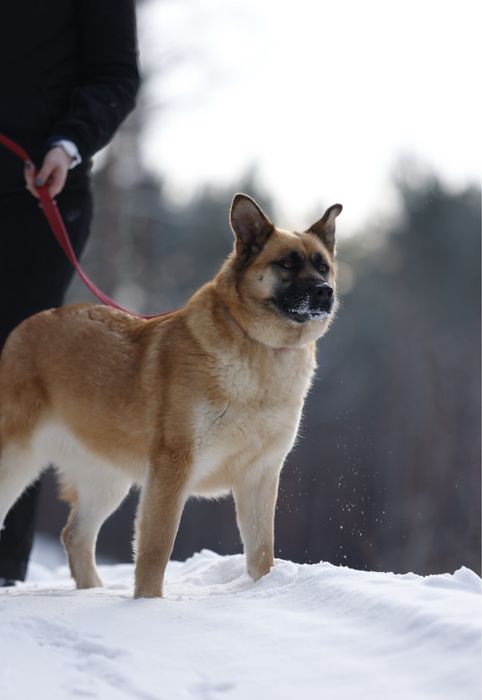 owczarek malinois mix do adopcji